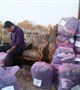 اجرای مرحله اول طرح «از کرمان تا کرمانشاه» توسط سازمان های مردم نهاد کرمان
